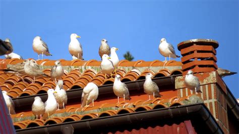 Solución nidos de aves en tejado: Servicios que ofrecemos ...