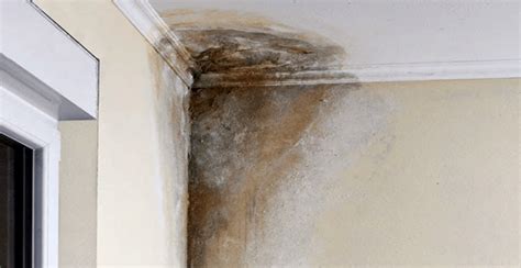 Solución para manchas de humedad en paredes   Conecta Salud