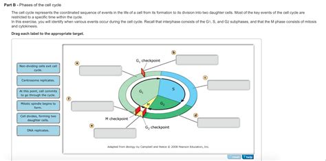 Solved: The Cell Cycle Represents The Coordinated Sequence ...