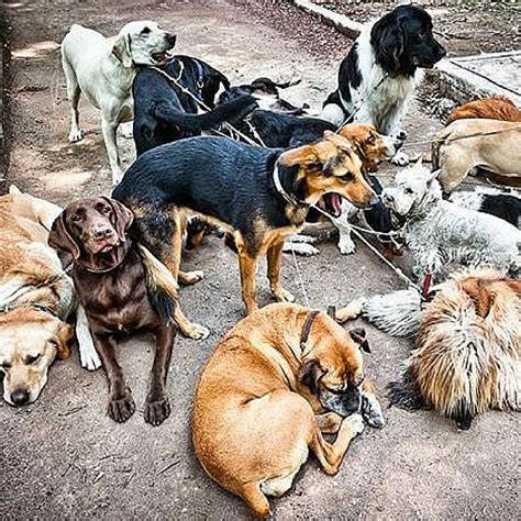 Something Horrible Is Happening To Dogs At A Popular Park ...