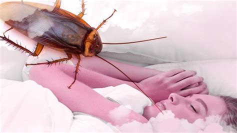 Soñar con Cucarachas ൠ Qué significa en Soñarconcucarachas.com