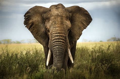 Soñar con Elefantes | Que significa
