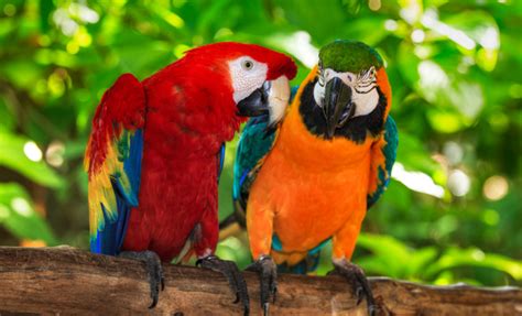 Soñar con pájaros de colores: alcanzar el éxito