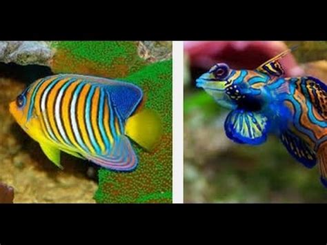 soñar que ves peces de colores nadando significado de los ...