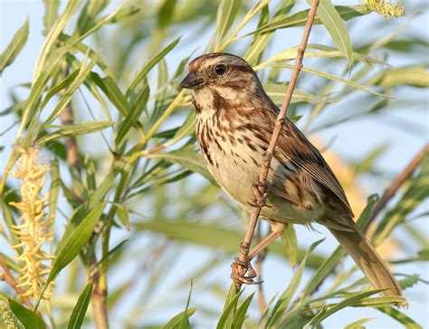 Song sparrow   Wikipedia