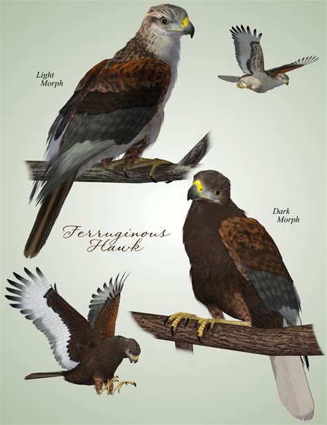 Songbird ReMix Birds of Prey Vol 5   Falcons, Hawks ...