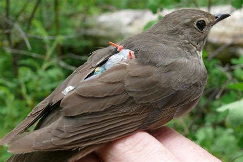 Songbirds  epic migrations connected to a small cluster of ...