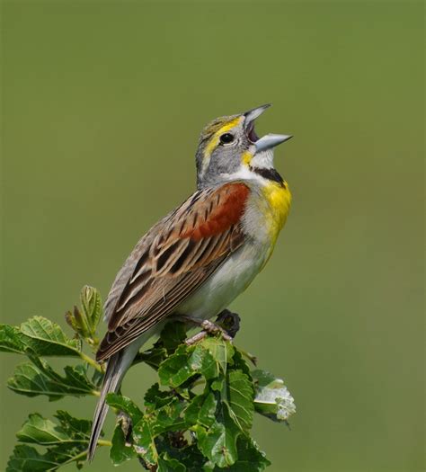 Songbirds; Eremophila alpestris; Horned Lark; Flycatchers ...