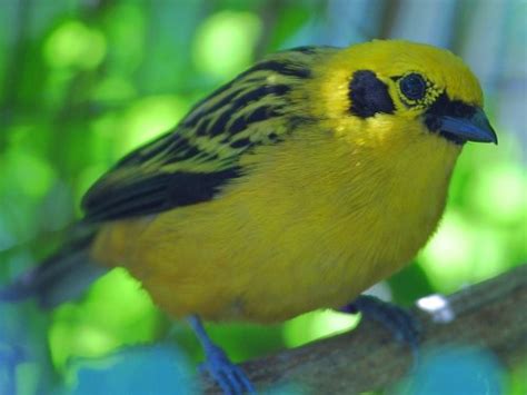 Sonido del gorjeo de los pájaros   Sonidos de animales