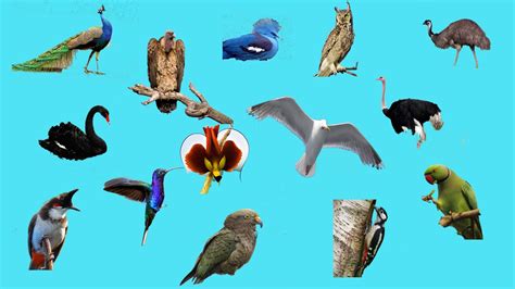 sonidos de animales aereos | Aprende los Animales | Videos ...