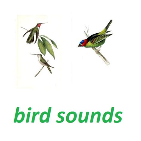 Sonidos de aves: Amazon.es: Appstore para Android