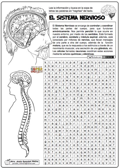 Sopa del letras: El sistema nervioso   Actiludis