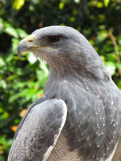 South American Grey Eagle   Birds Of Prey Centre ...
