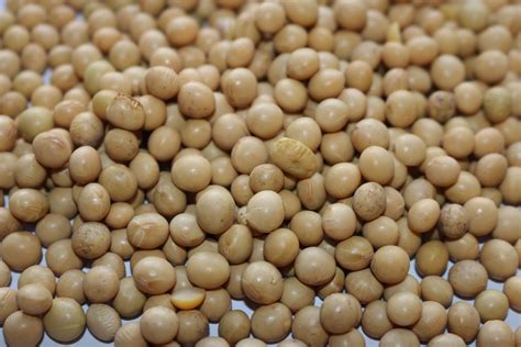 Soy Beans Organic | Soya Beans Australia | The Source Bulk ...
