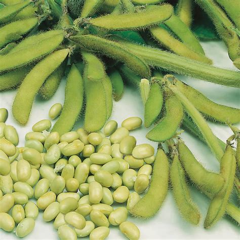 Soya Bean Elena Seeds From D. T. Brown