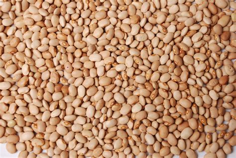 Soya Beans Specifications | Valency International Trading