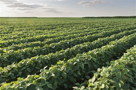 Soybean Acreage Sets Record, Corn Down 3%   Hoosier Ag Today