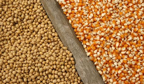 Soybean and corn prices rise despite expectation ...
