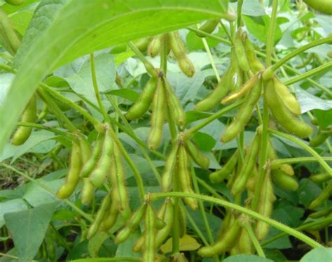 Soybean facts and health benefits