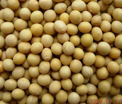 Soybean:Food Industry News