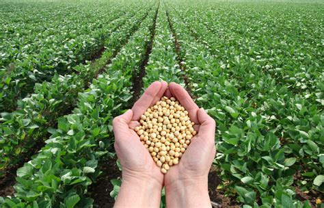 Soybean Futures Market Technical Analysis   Artac Advisory