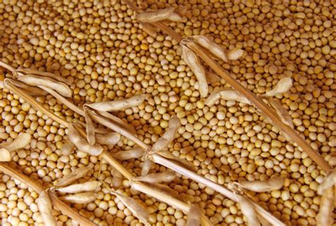 Soybean futures rise amid speculation about falling ...
