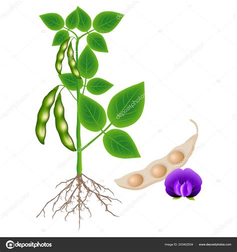 Soybean Plant Pod Flower White Background — Stock Vector ...