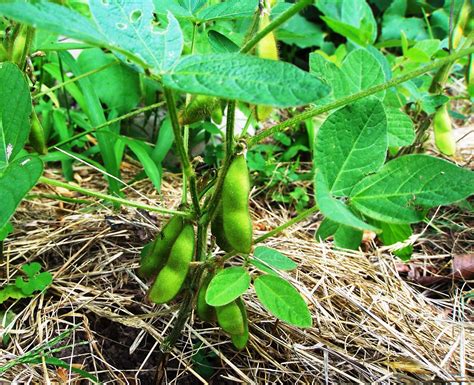 Soybean Plant Related Keywords   Soybean Plant Long Tail ...