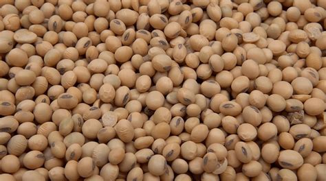 Soybean School: An Inside Look at Grading Soybeans – Real ...