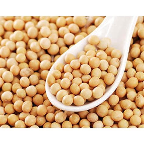 Soybean Seeds at Rs 37 /kilogram | Soya Seed   Lifestyle ...