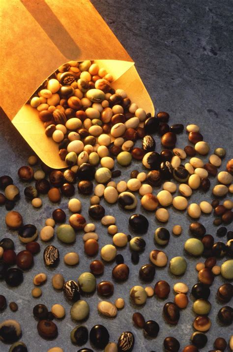 Soybean seeds | Feedipedia