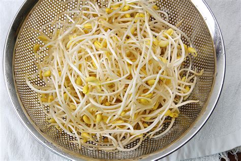 Soybean sprout   Wikipedia