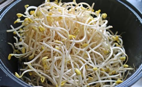 Soybean sprout   Wikipedia
