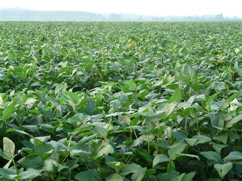 Soybean Update | Thomas County Ag