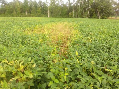 Soybean | Virginia Ag Pest and Crop Advisory