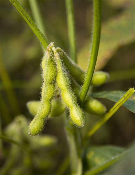 Soybeans a source of valuable chemical | EurekAlert ...