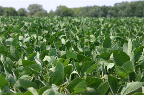 Soybeans adapting to a variable climate – News from ...