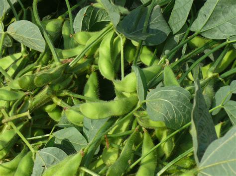 Soybeans: Group 7 Stonewall » Green Cover Seed