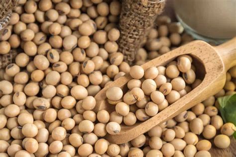 Soybeans: One of Many Impacts of the U.S. vs. China Trade War