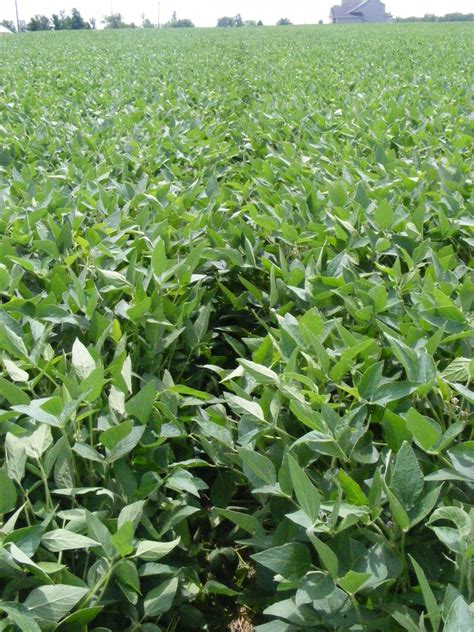 soybeans plant   DriverLayer Search Engine