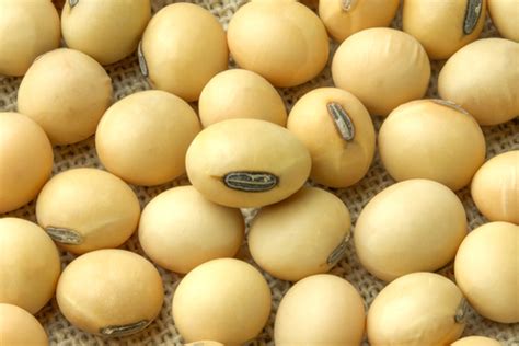 Soybeans soar on rising livestock feed demand | Daniels ...