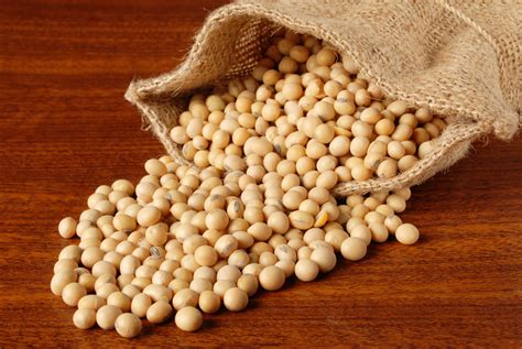Soybeans   Soya Beans from Bulgaria & Ukraine   S N Export