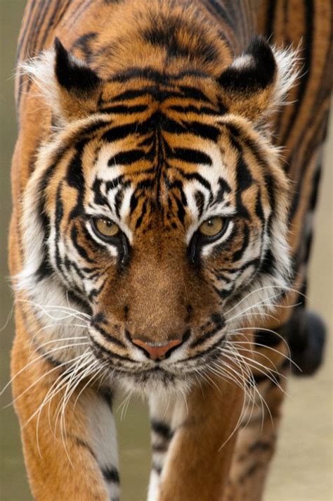 Soyono the Sumatran Tiger | Newsdesk