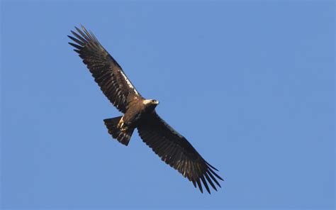 Spanish imperial eagle  Steve Fletcher