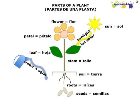 Spanish lesson on plants: Learning photosynthesis ...