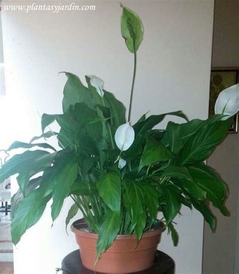 Spathiphyllum, una excelente planta de interior | Plantas ...