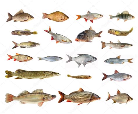 specie di pesci di fiume — Foto Stock © bazil #59806921