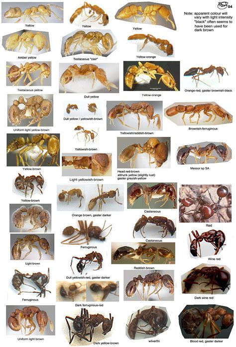 Species Of Ants