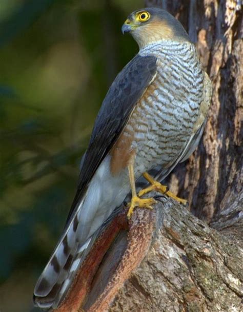 Species of Hawks in Louisiana | Home Kites, Hawks ...