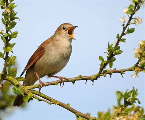 Species of the week: nightingale   Minsmere   Minsmere ...